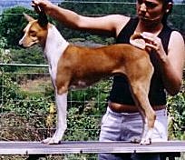 A - nabibia zulu cariari | Basenji 