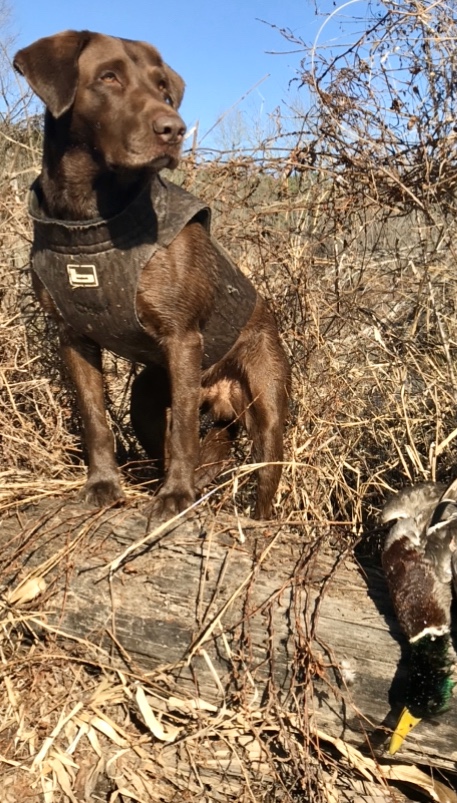 4X GRHRCH SRSC Tiger's Come On Homeboy MNH | Chocolate Labrador Retriver