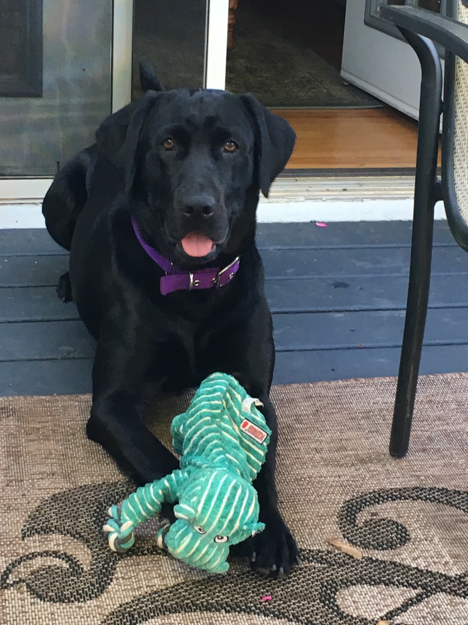 Owasco Valley's Midnight Lunch Special | Black Labrador Retriver