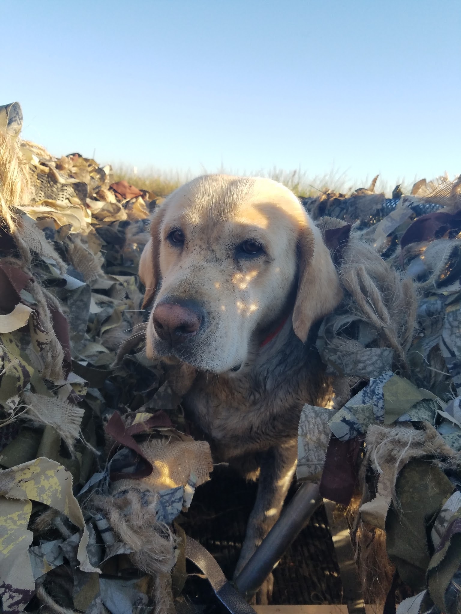 Bayouside's Foxy Roxy | Yellow Labrador Retriver