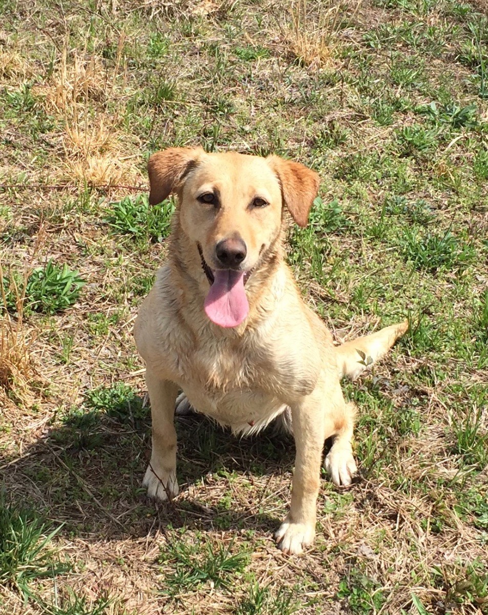 Doc's Troublesome Girl Scout QAA | Yellow Labrador Retriver