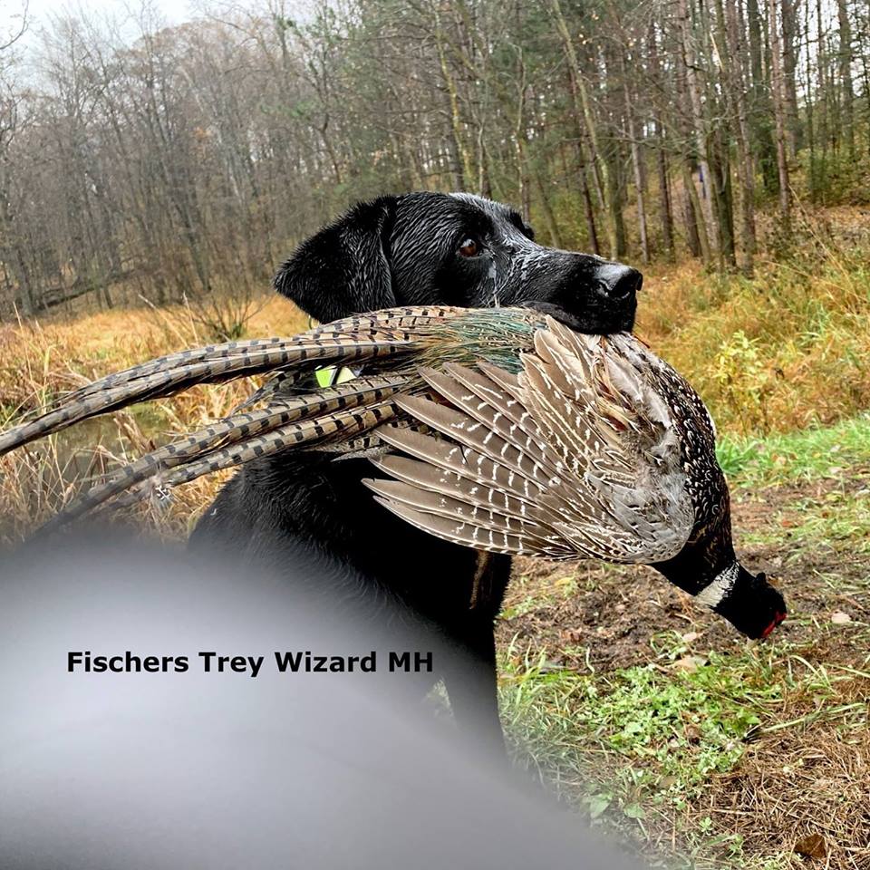 Fischers Trey Wizard MH | Black Labrador Retriver