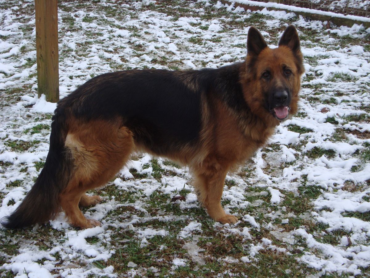 Lattie Vom Fichtenschlag | German Shepherd Dog 
