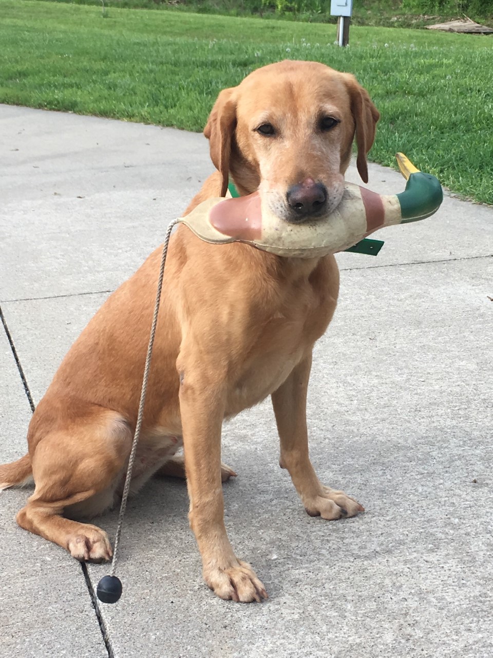 HR Prairie States Paranormal Activity SH | Yellow Labrador Retriver