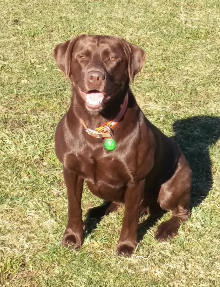 Owasco Valley's Laws Of Nature | Chocolate Labrador Retriver