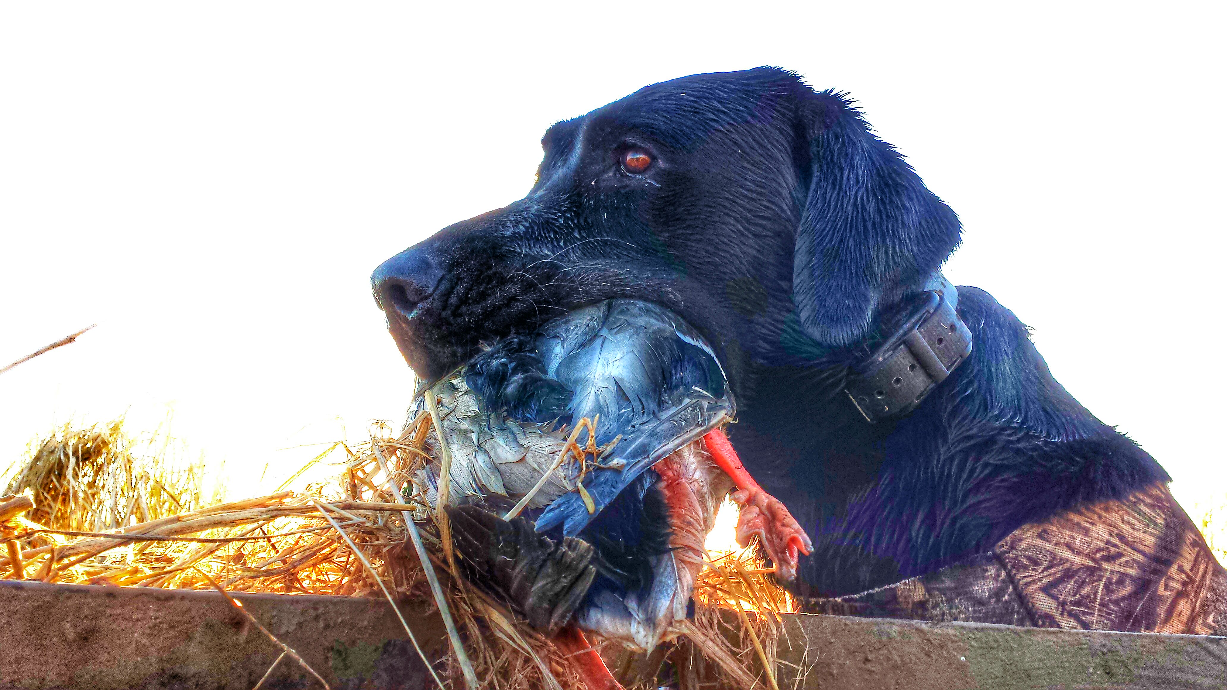 HRCH Radford's Hop Scotch Whiskey | Black Labrador Retriver