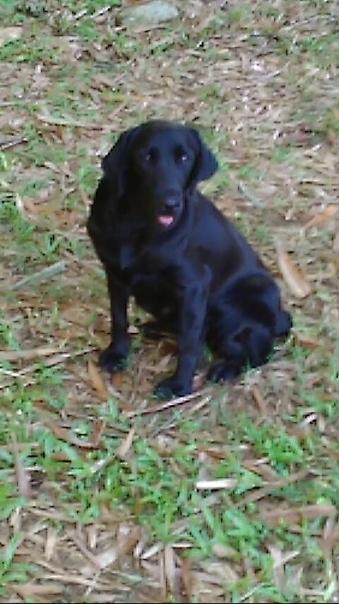 Kena De Isabela | Black Labrador Retriver