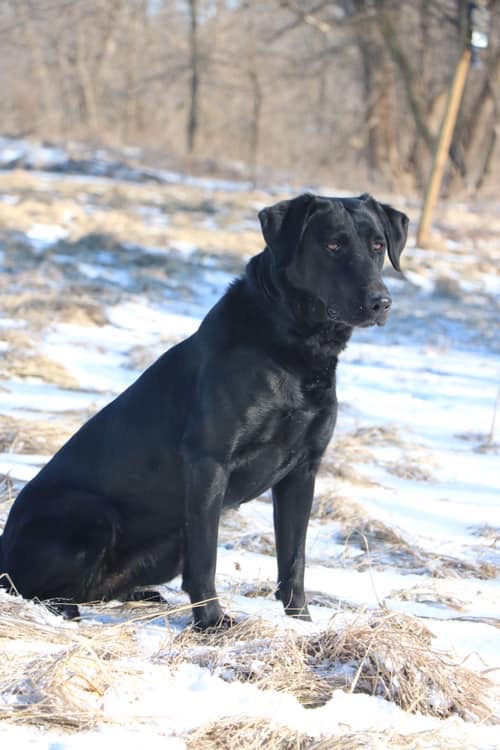 HRCH Pepper Box Loose Cannon of Hyannis | Black Labrador Retriver