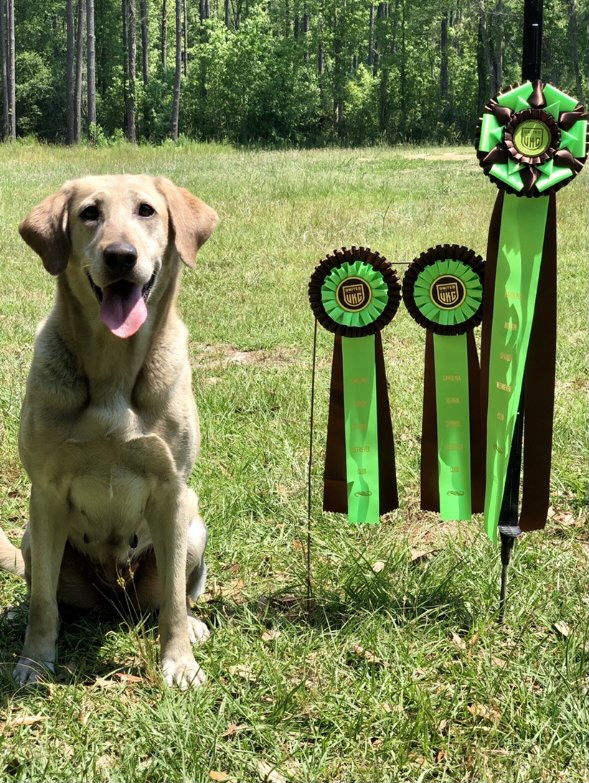 HR LMK’s Hoping For My Chance | Yellow Labrador Retriver