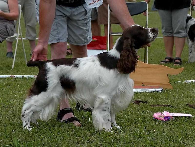 Beresford Benefactor | English Springer Spaniel 