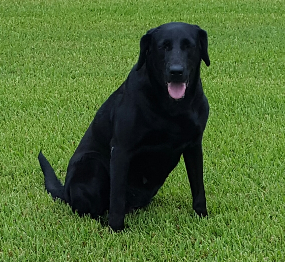 HRCH Gp's Cut A Lean Grade Of Pepper | Black Labrador Retriver