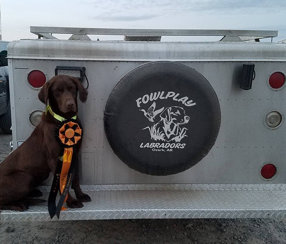 HR Fowlplay's Thunder Passion Bella | Chocolate Labrador Retriver