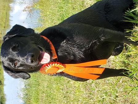 MHR Hi-Brass Rising MVP MH | Black Labrador Retriver