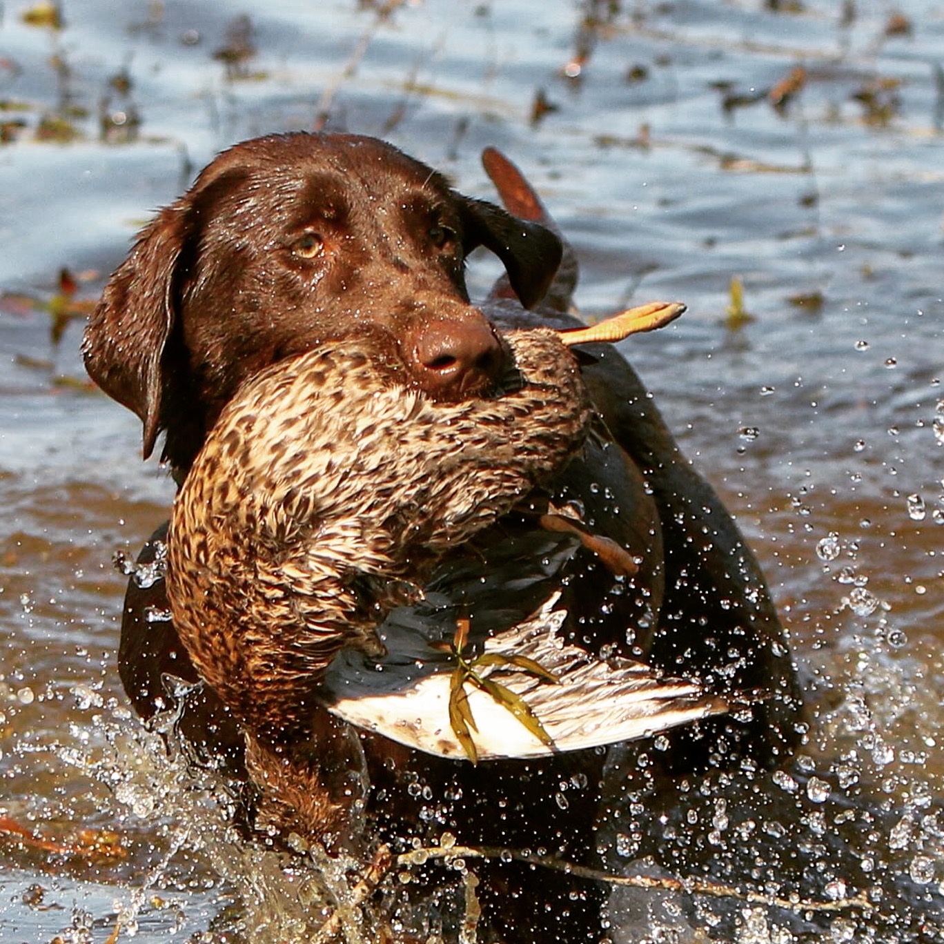 Bellaroux MH | Chocolate Labrador Retriver