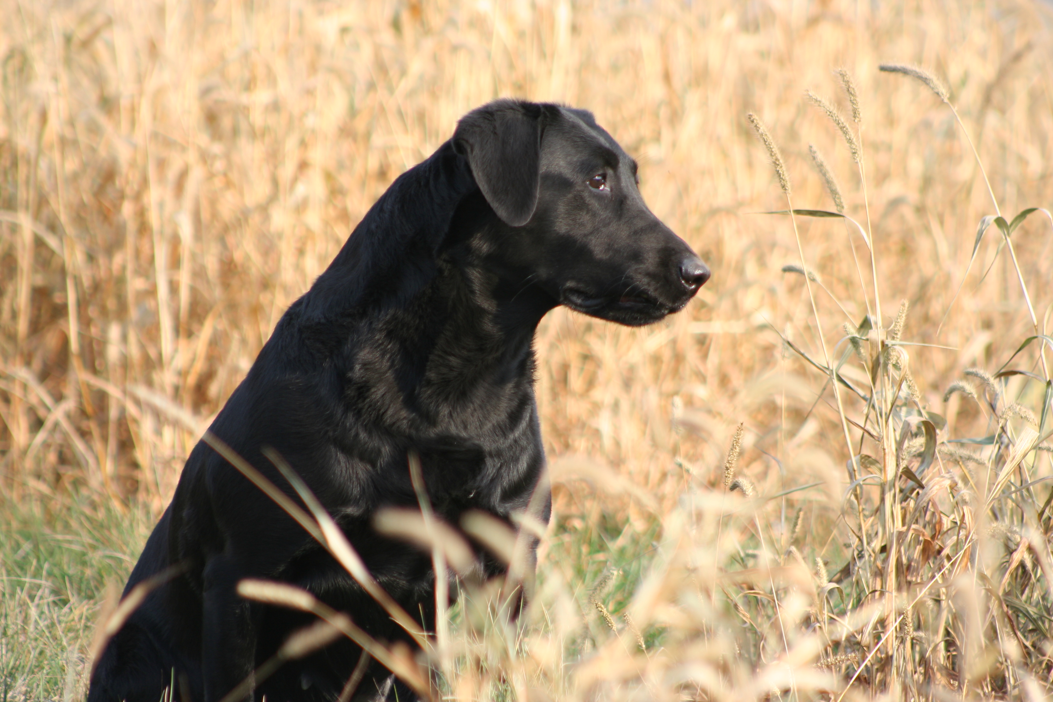 Red Cedars Touchdown | Black Labrador Retriver