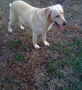 Wagnon Mountains Duck N It Up Taylor | Yellow Labrador Retriver