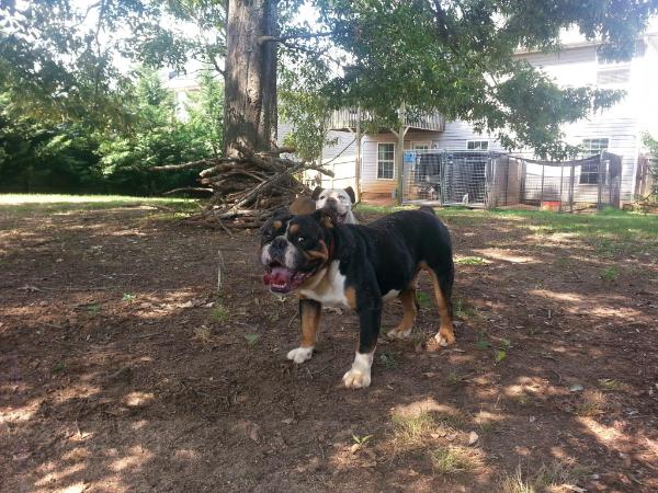 RedClay's Trick Daddy | Olde English Bulldogge 