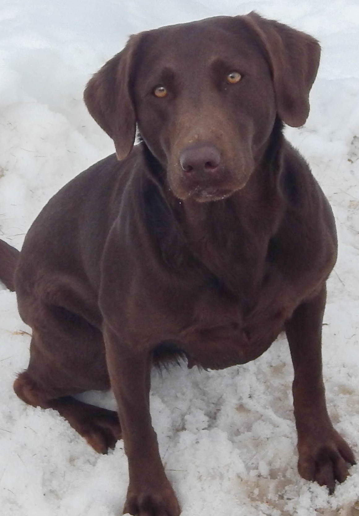 Birddog's Go-Getter Gabby | Chocolate Labrador Retriver