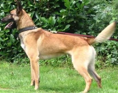 Jarno van Mike's Place | Belgian Malinois 