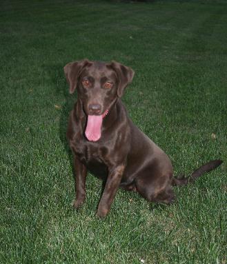 HRCH Breakwaters First Brown Dog Leah | Chocolate Labrador Retriver