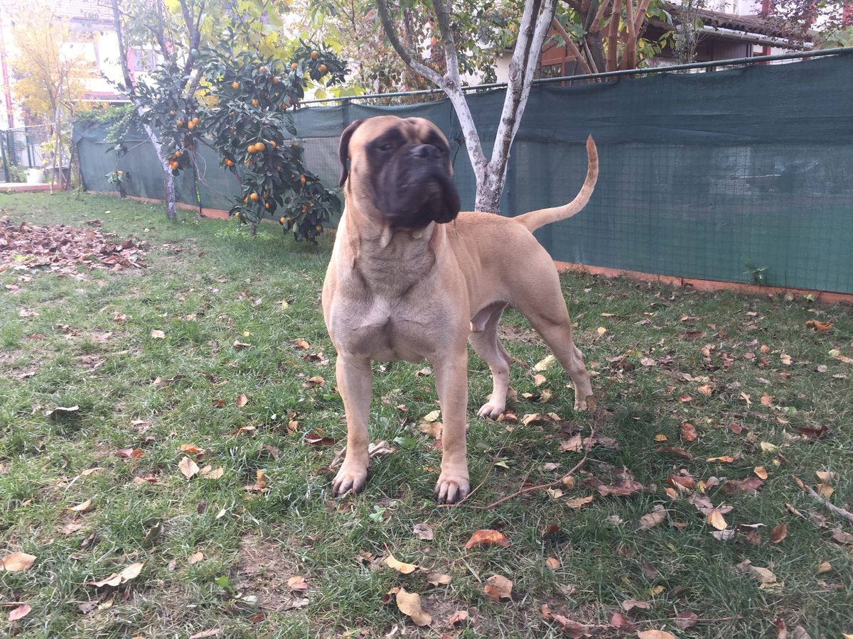 Flash Gordon from Family Loyal | Bullmastiff 