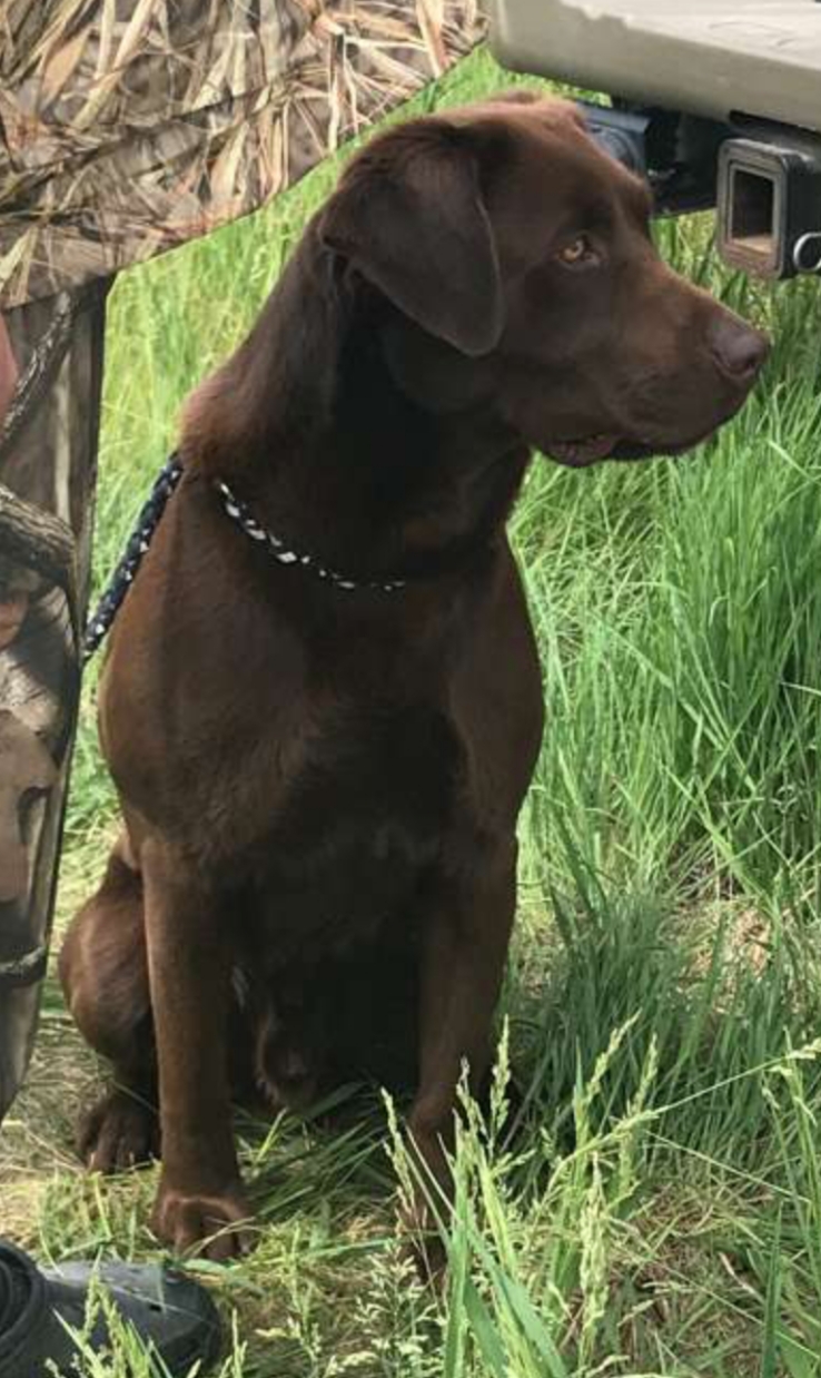 HRCH Ridgetop's Choco Cashew Pie | Chocolate Labrador Retriver