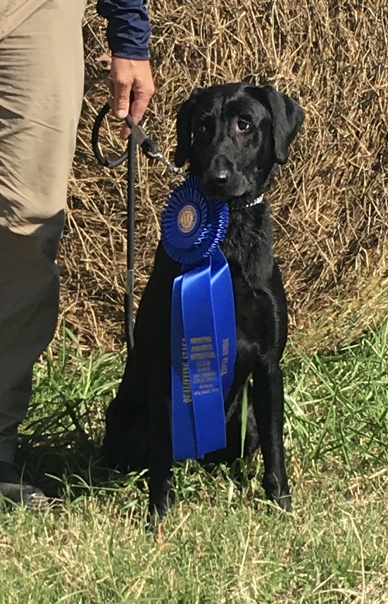 Jesse James' Kissin' Cousin QA2 | Black Labrador Retriver