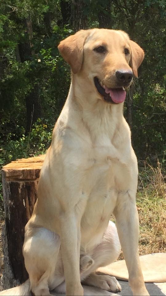 Uncle Si's Moonshine Sipping Tea JH | Yellow Labrador Retriver