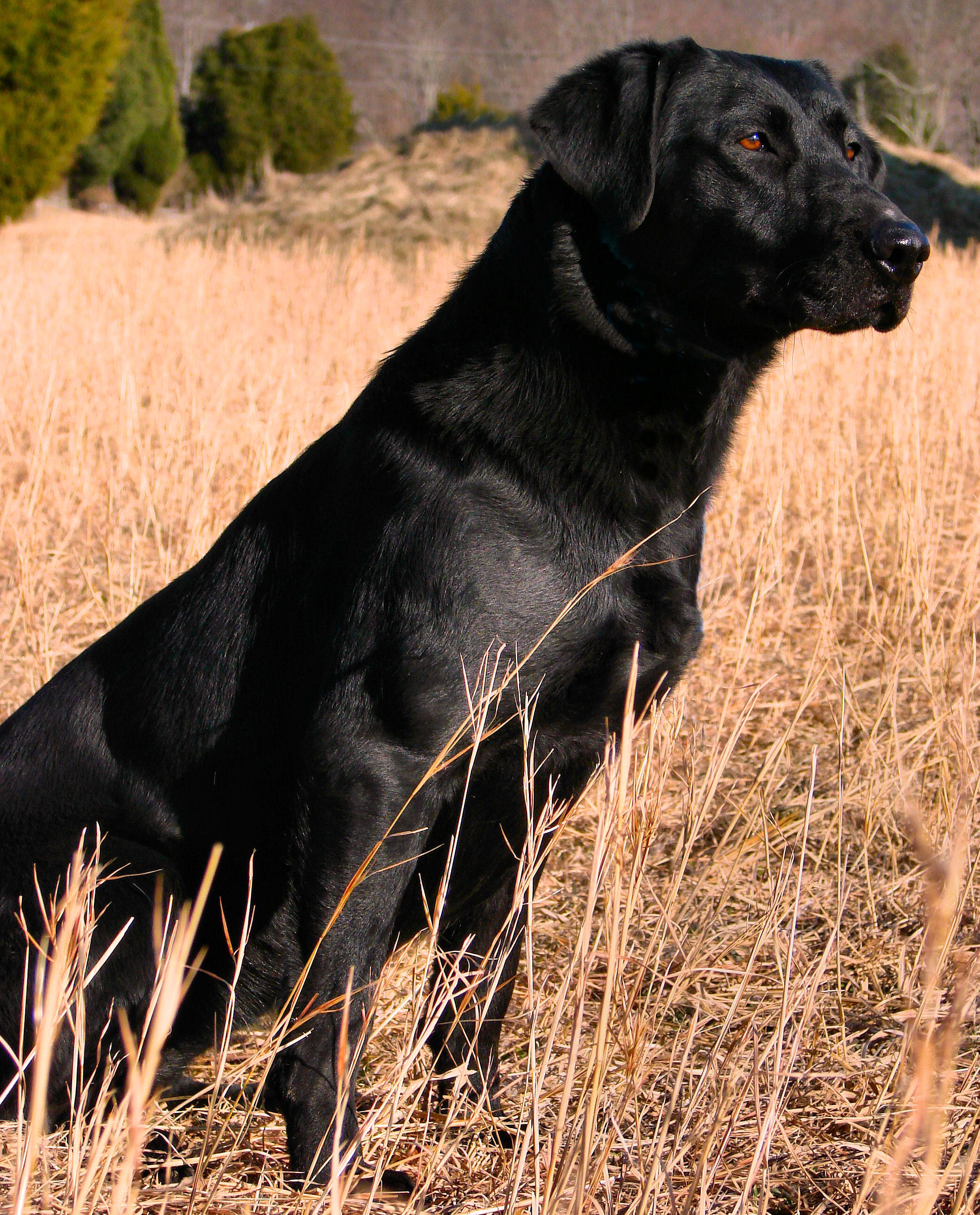 Leatherwood’s Omg Here We Go Again SH | Black Labrador Retriver