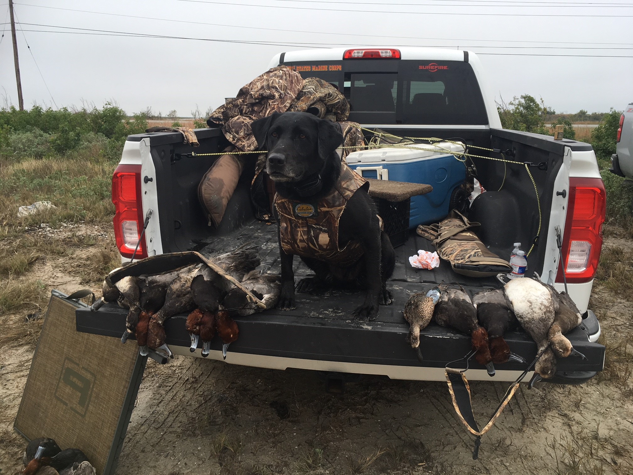 HR No Limit's Machinegun Mag | Black Labrador Retriver