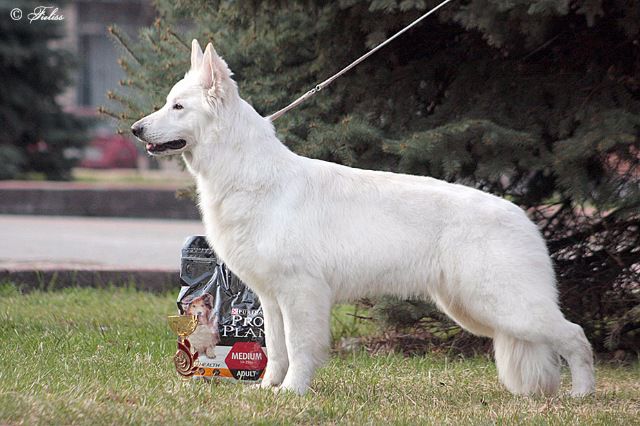 FIELISS CIVIC HONDA | White Swiss Shepherd Dog 