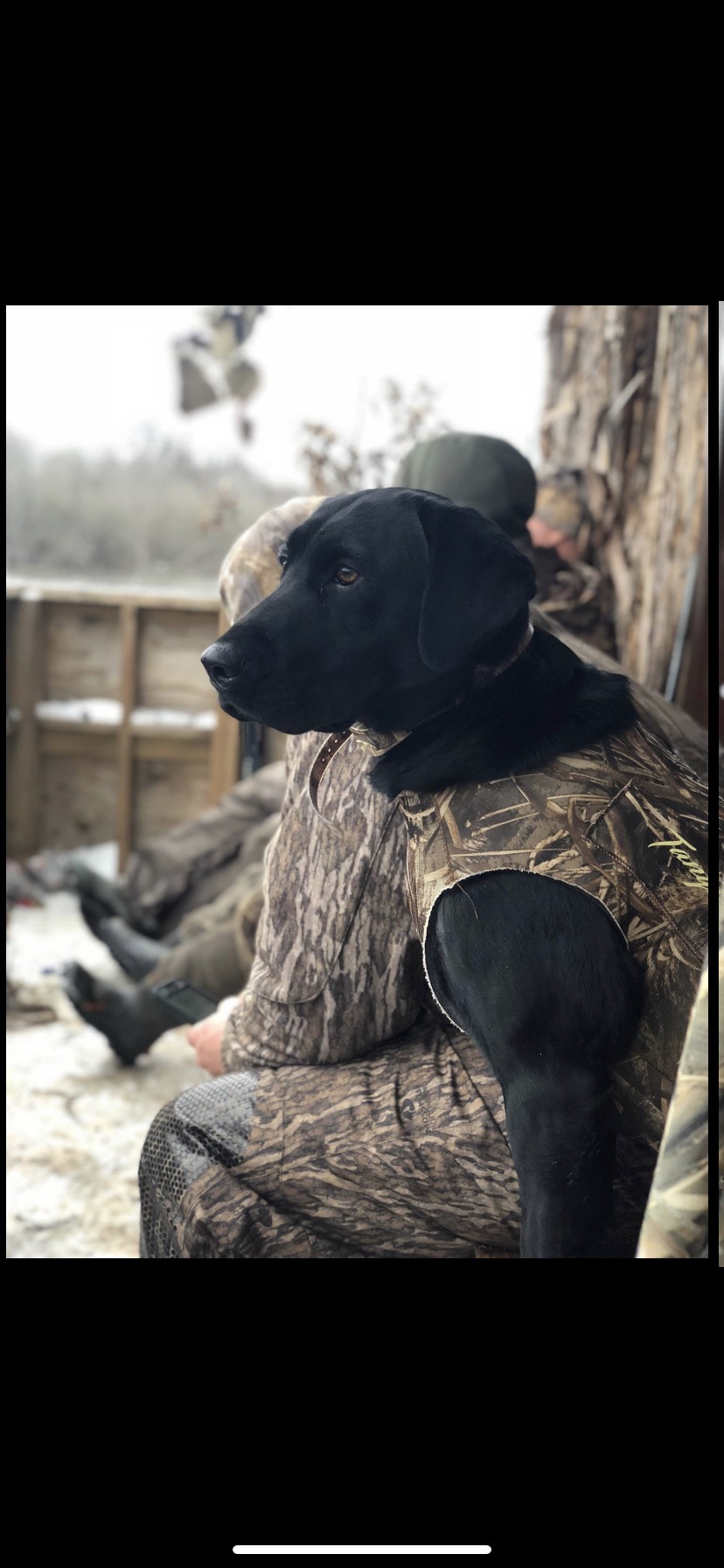 HRCH BC Mallards Money Maker | Black Labrador Retriver