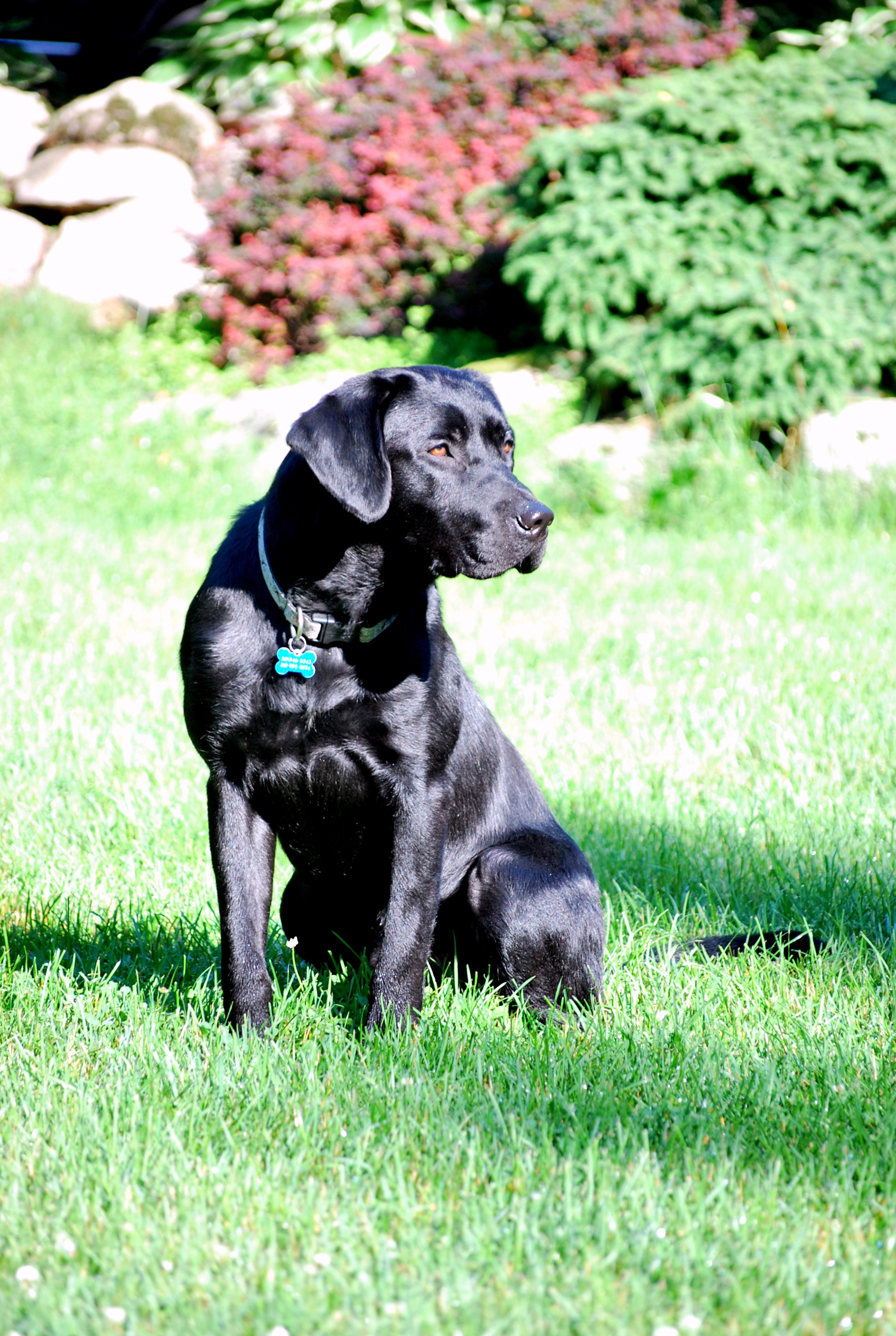 He's The Man In Black MH | Black Labrador Retriver