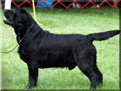 MBISS CH Big Sky's Stone Kutter | Black Labrador Retriver