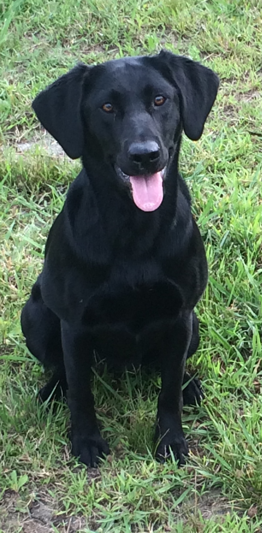 HRCH Sur-shot's All Riled Up MH | Black Labrador Retriver