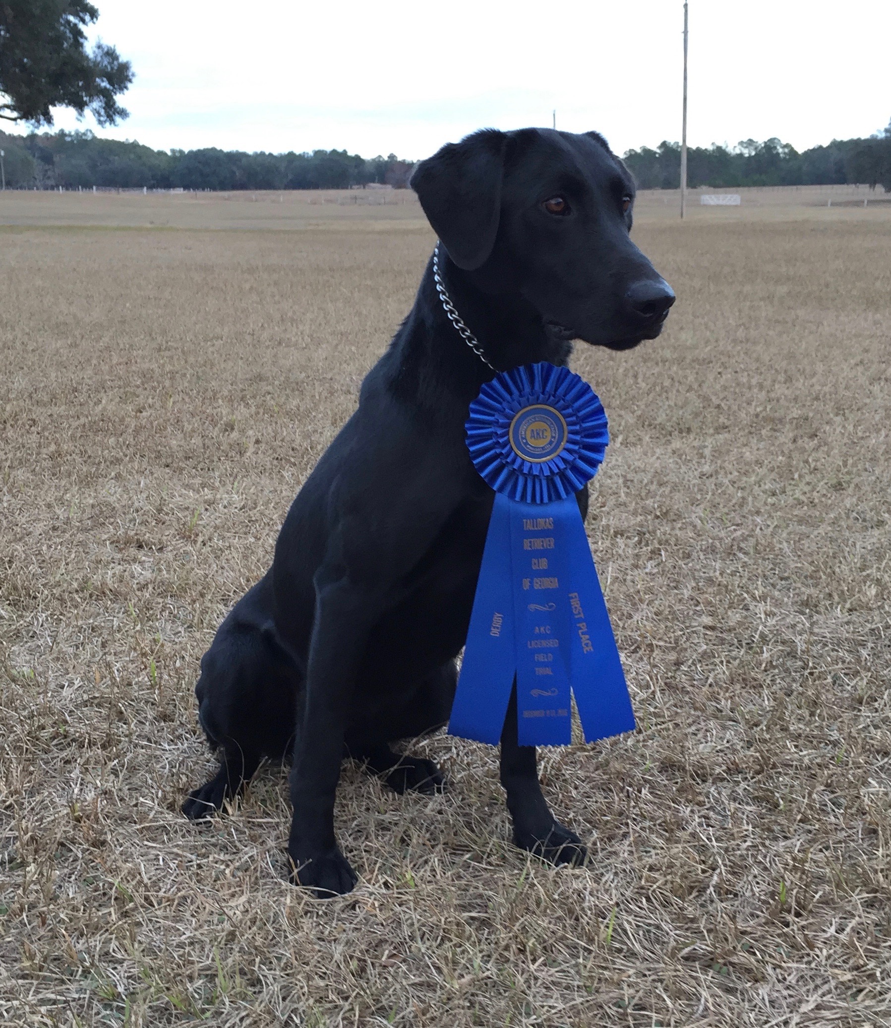 Wilburn's Lay'n It On The Line | Black Labrador Retriver