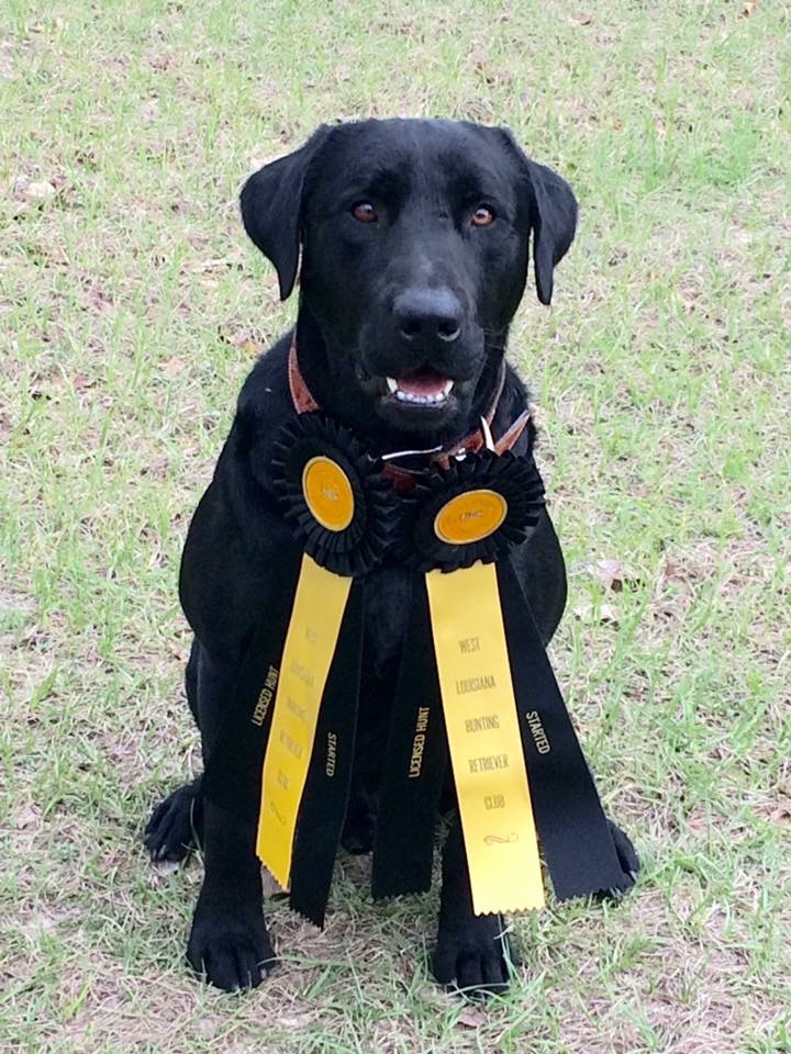 SHR Max 4 ll DN, TKN, DJ | Black Labrador Retriver