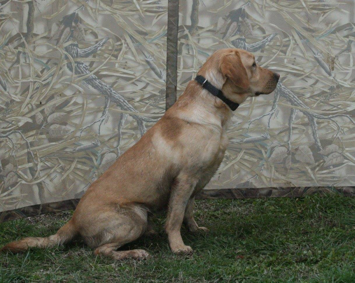 HR Emerald Glen's Clydezilla | Yellow Labrador Retriver