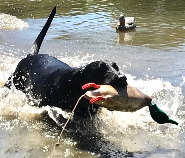 HRCH Smsd Antler Crazed Hollandaise SH | Black Labrador Retriver