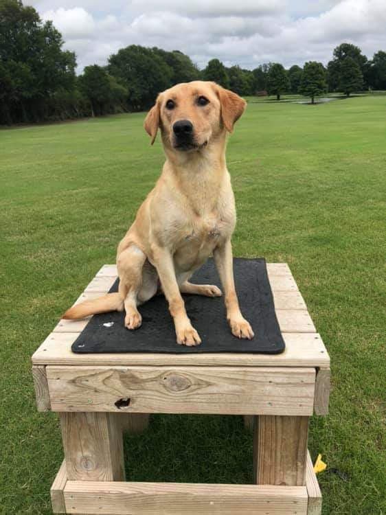 Holly Grove's Wired For Sound | Yellow Labrador Retriver