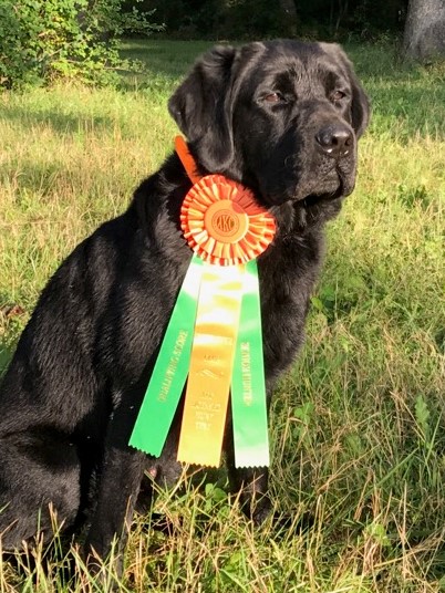 UACH SHR UCH Wes-Hens Fishdogs Barracuda BN CD SH RE AXP AJP XFP DM TKN WC CC | Black Labrador Retriver