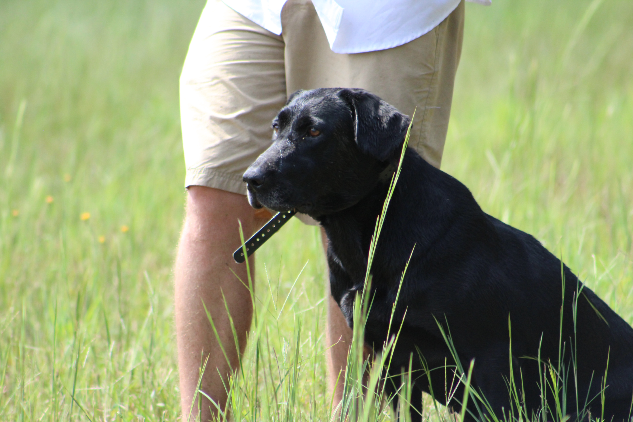 Dlr's She Ain't No Fiddle SH | Black Labrador Retriver