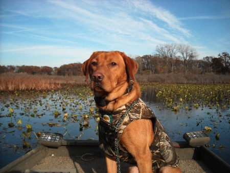 GMPR  HRCH Sauk River's Weekend Warrior | Yellow Labrador Retriver