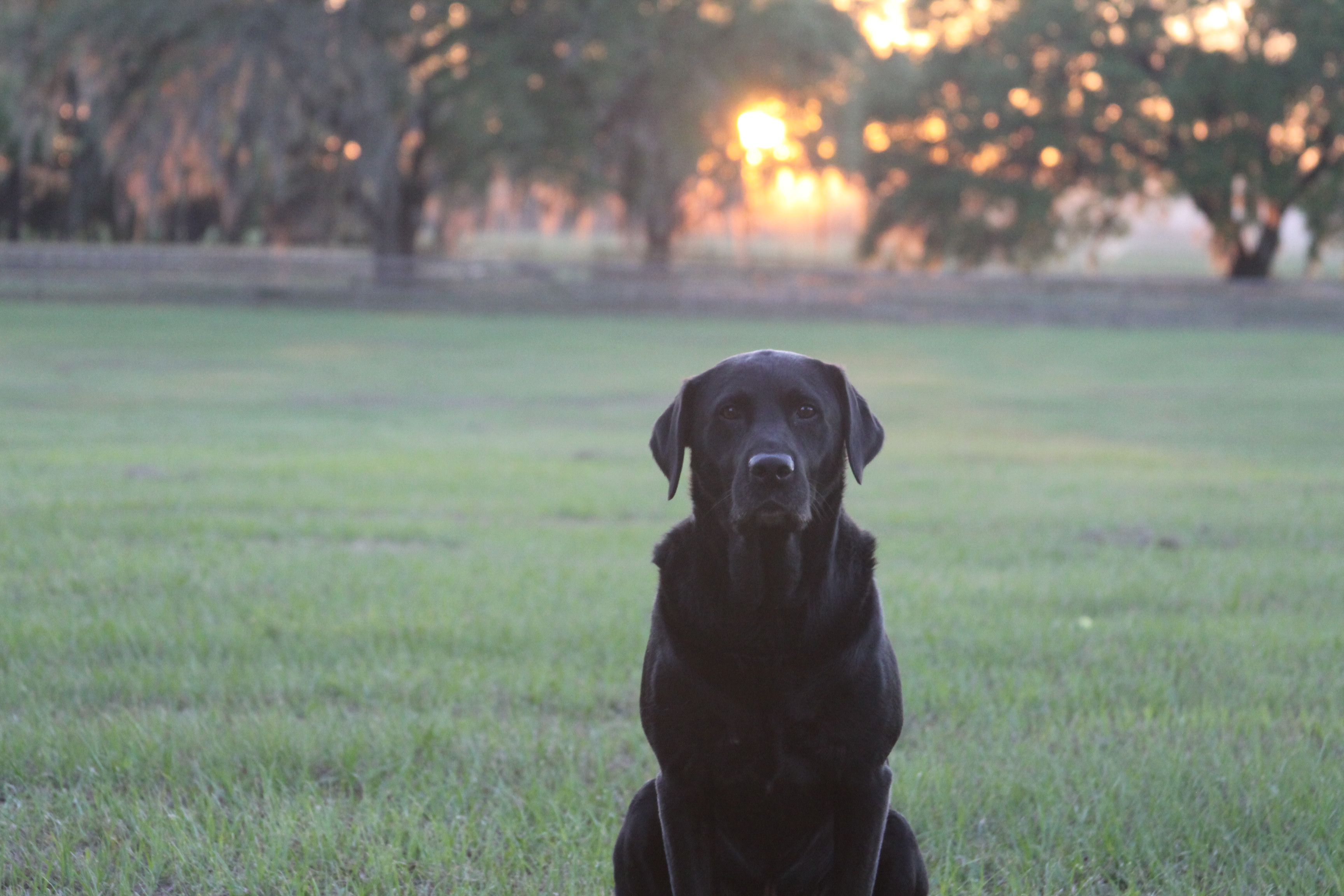 GMPR HRCH Nelsons Tungsten Drekar R Wingman MH | Black Labrador Retriver