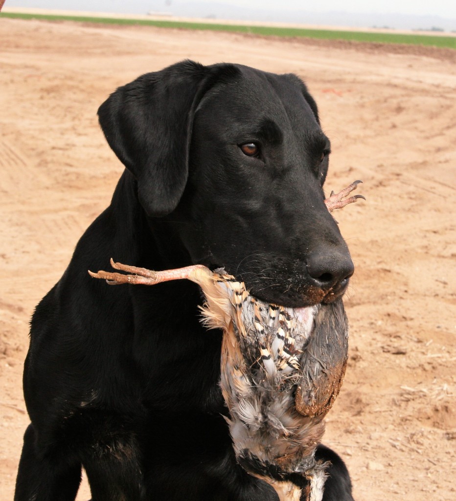 GMPR  Jazztime Ll's Mr Cool Jay QAA | Black Labrador Retriver