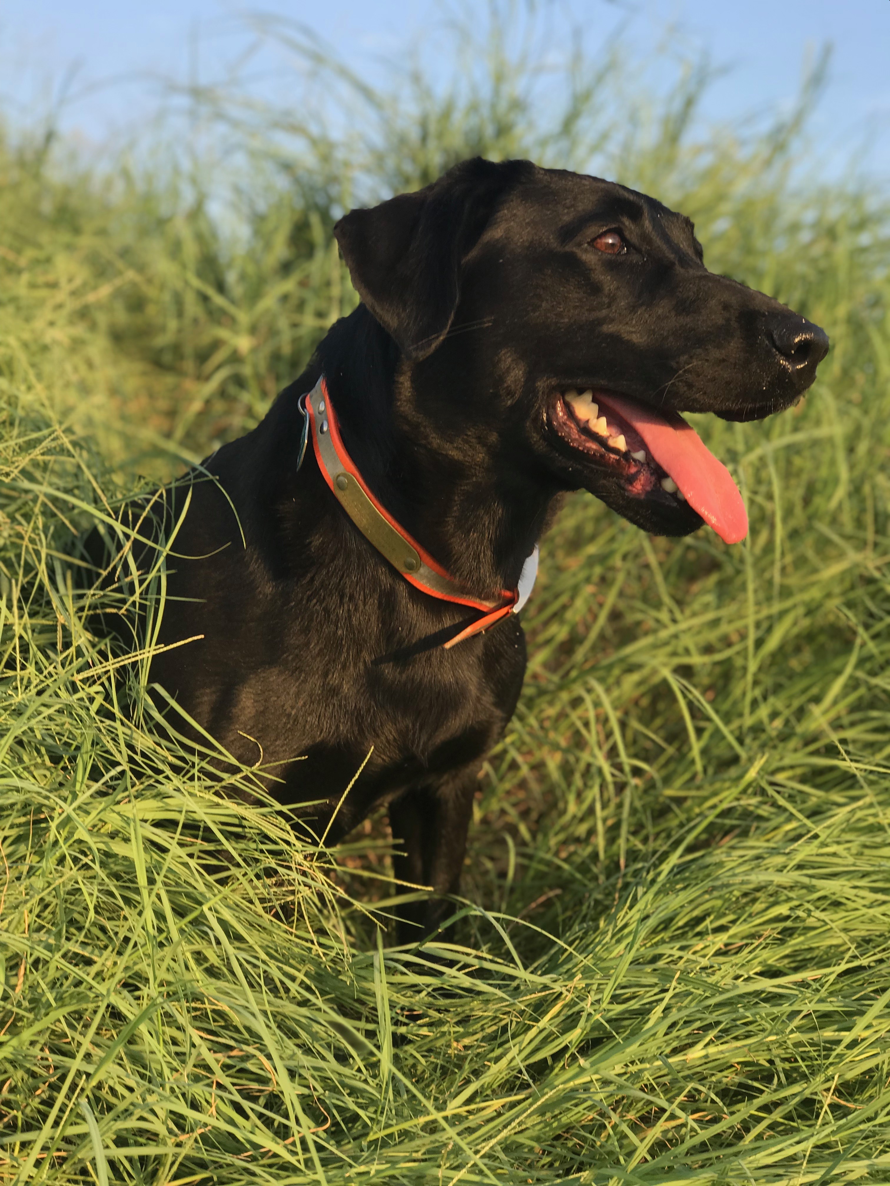 Sandjack's Summer Hollandaise MH | Black Labrador Retriver