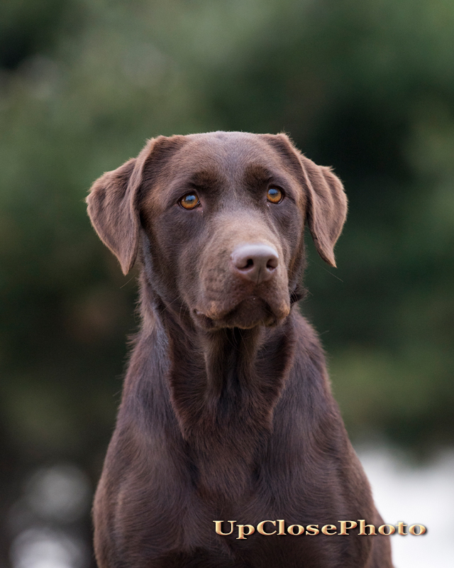 SHR Owasco Valley's Carbon Copy Contrail | Chocolate Labrador Retriver