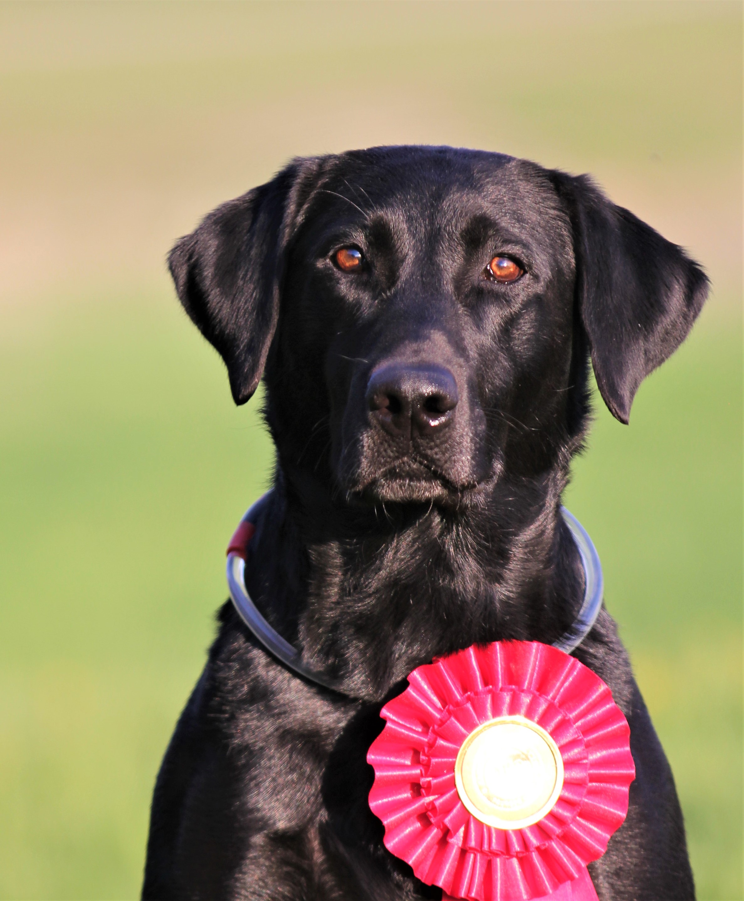 Liberty's True Grit QAA | Black Labrador Retriver