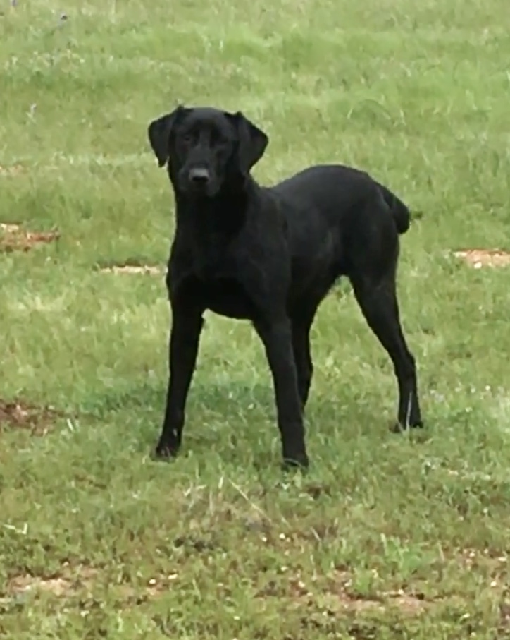 FC Black Lager Eleven | Black Labrador Retriver