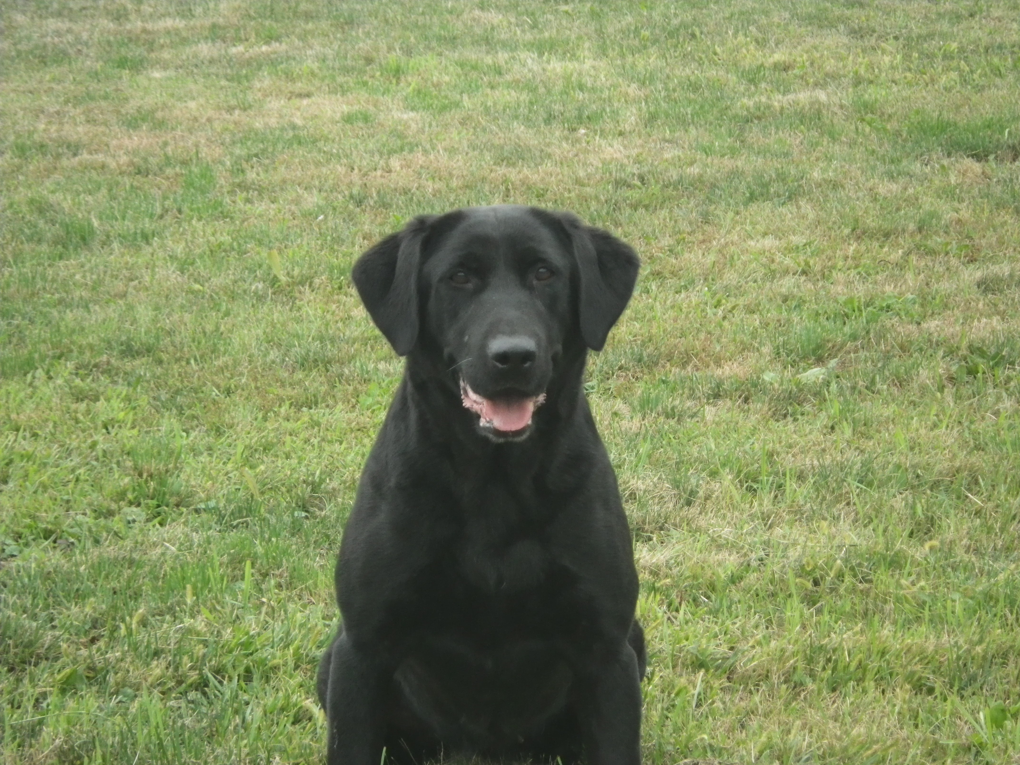 Norse Backwater Cookie Shaq MH | Black Labrador Retriver